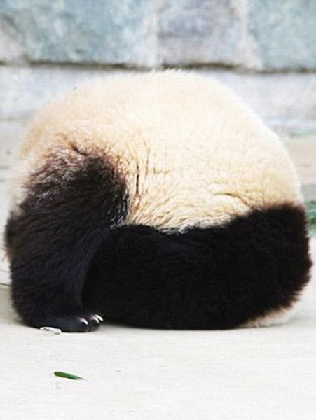 panda-sleeping-fail-03