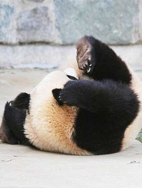 panda-sleeping-fail-04