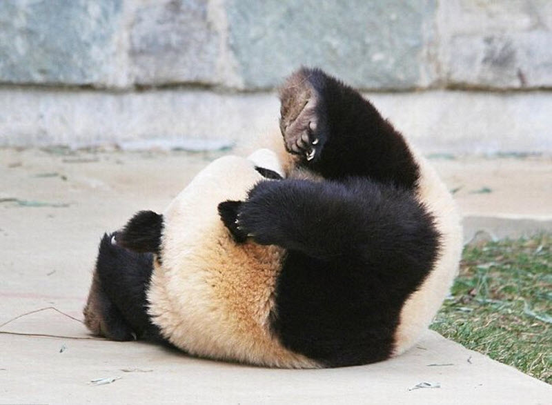 panda-sleeping-fail-05