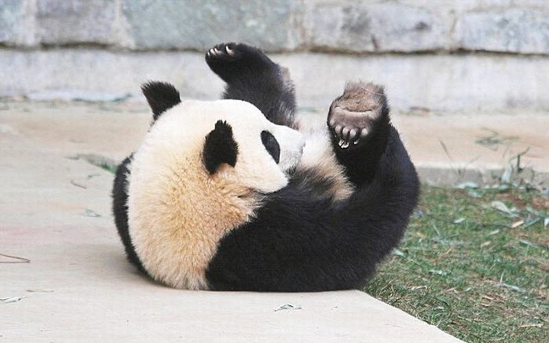panda-sleeping-fail-06