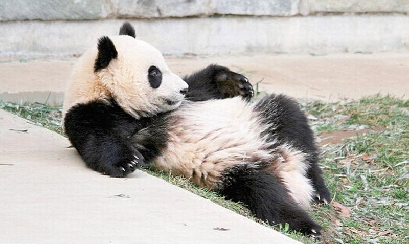 panda-sleeping-fail-08