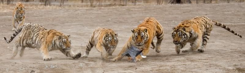 tigers-vs-bird-05