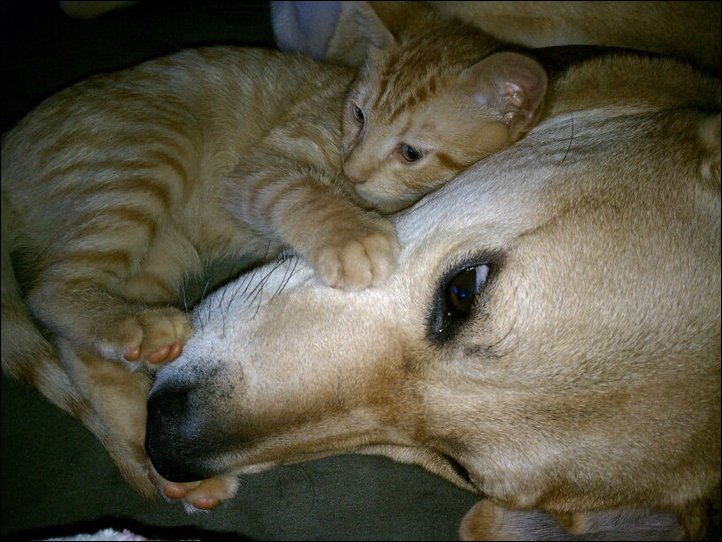 Котенок и собака