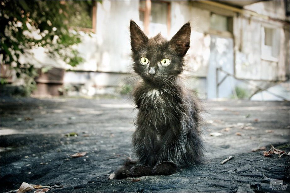 Россия в фотографиях Россия в фотографиях