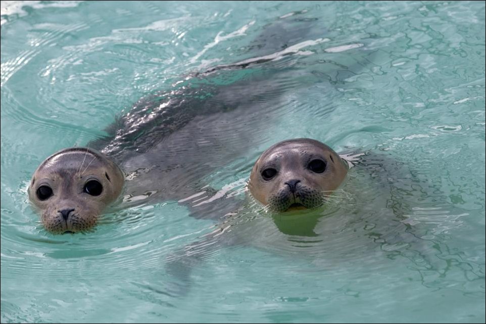 Спасение маленьких тюленей