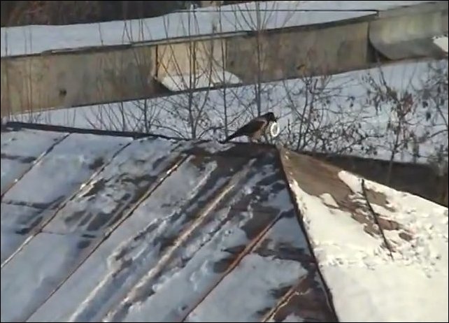 Ворона катается по склону крыши