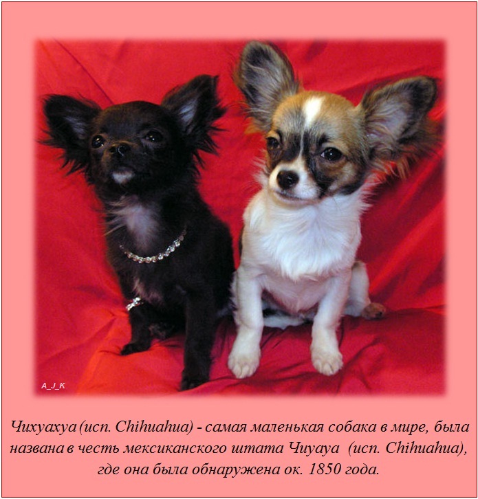 Интересные факты Интересные факты