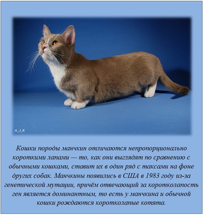 Интересные факты Интересные факты