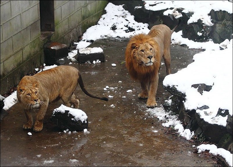 Львов закидали снежками