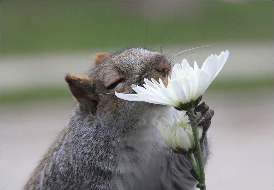 Животные нюхают цветы
