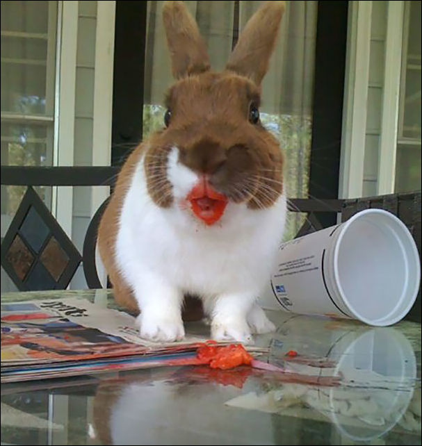 Животные и еда Животные и еда