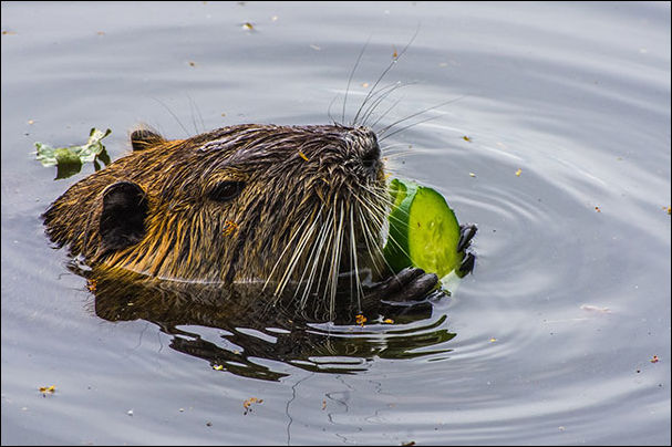 Животные и еда Животные и еда