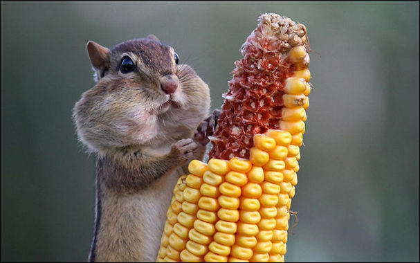 Животные и еда Животные и еда