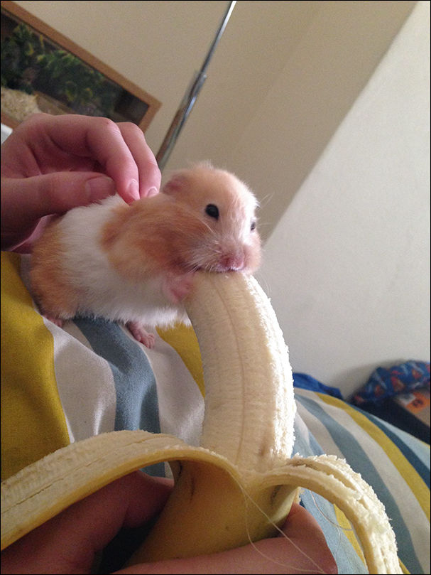 Животные и еда Животные и еда