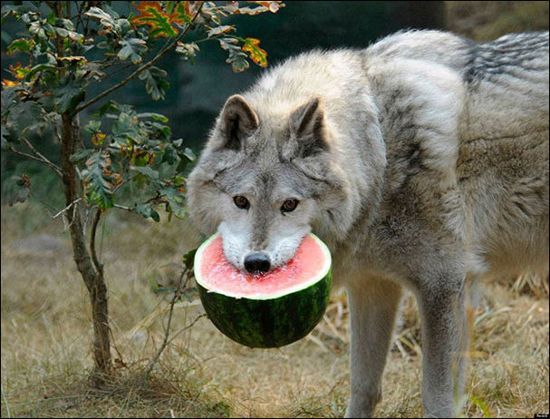 Животные и еда Животные и еда