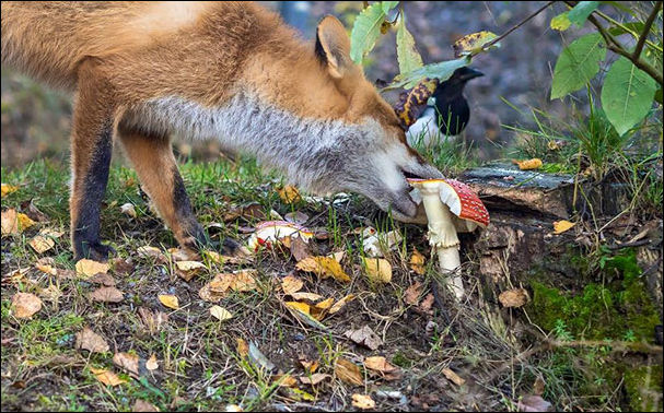 Животные и еда Животные и еда