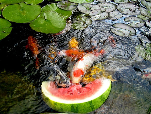 Животные и еда Животные и еда