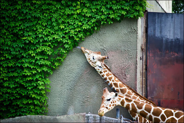 Животные и еда Животные и еда