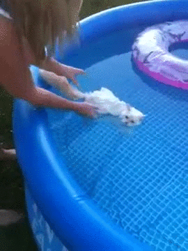 Прикольные гифки Прикольные гифки