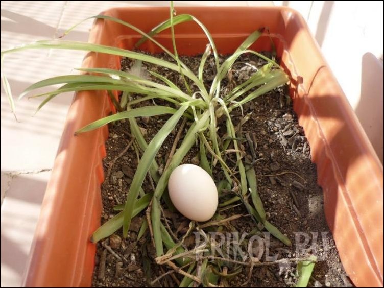 голуби. рождение новой жизни