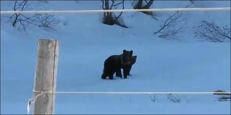 Медведи испугались