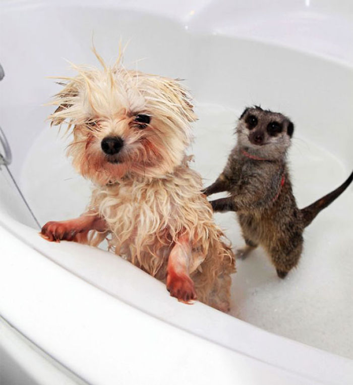 Животные принимают ванну