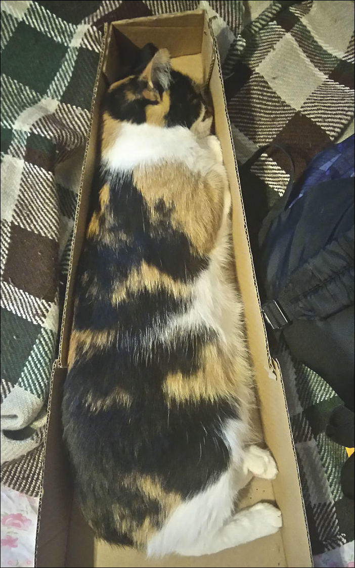 коты в коробке