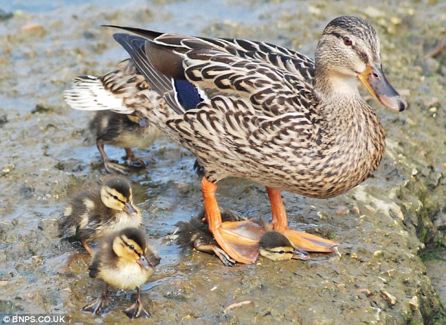 mother-duck-02