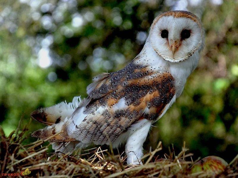owl-25