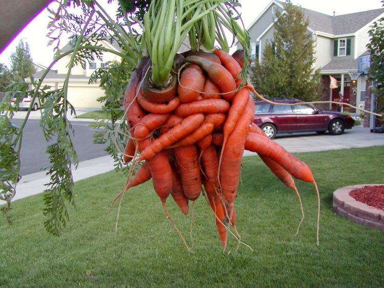 unusual-carrot-03
