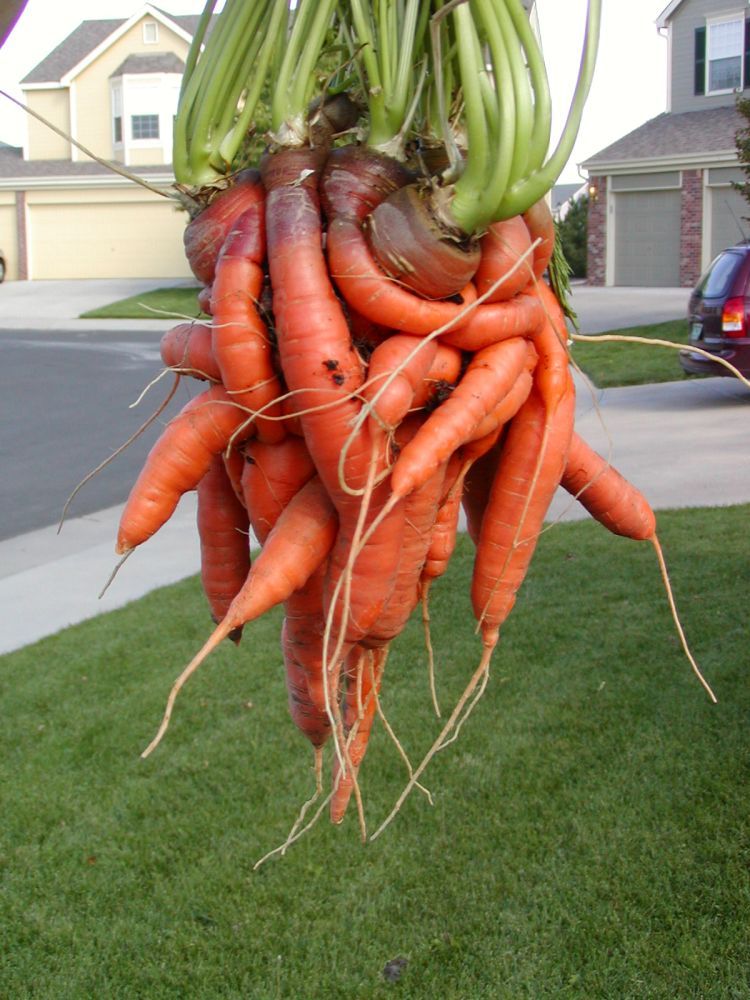 unusual-carrot-04