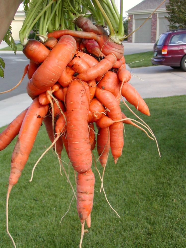 unusual-carrot-06