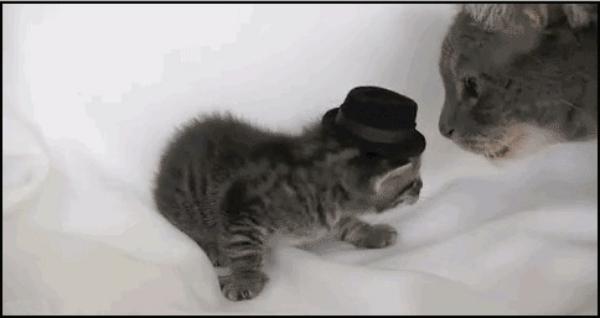 котенок в шляпе