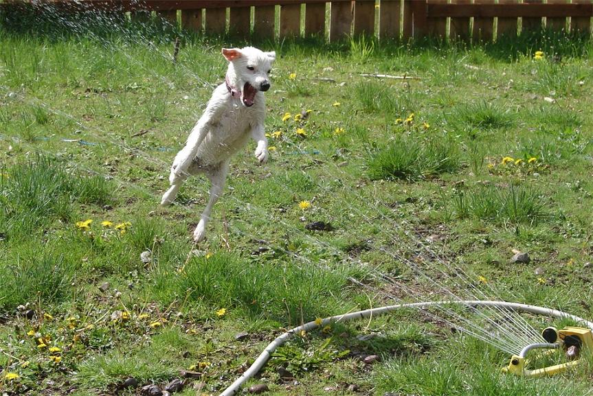 собаки-умываки