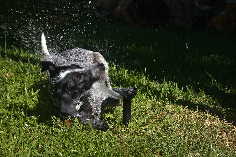 собаки-умываки