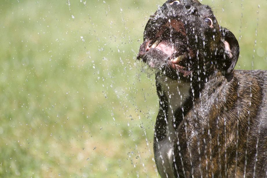 собаки-умываки