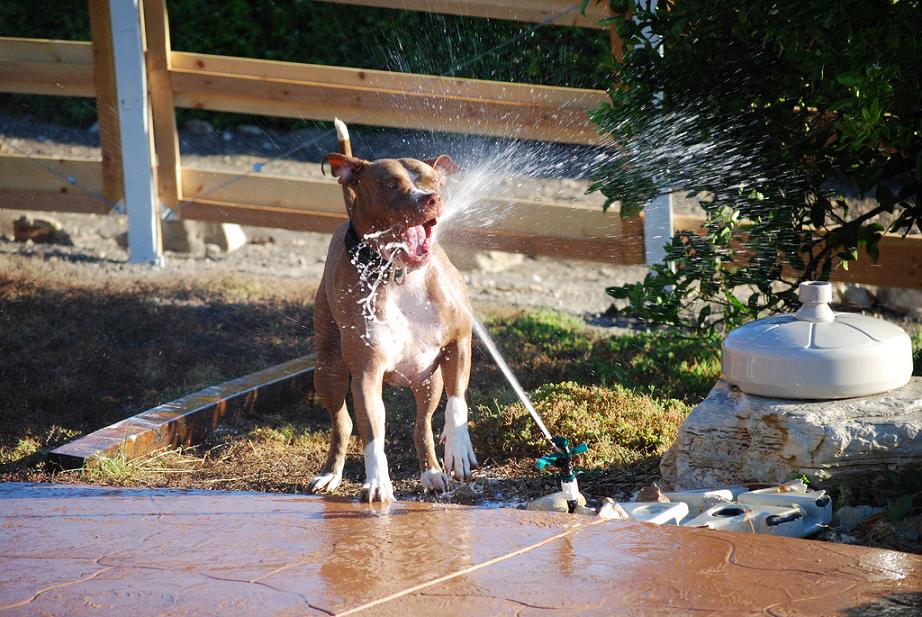 собаки-умываки