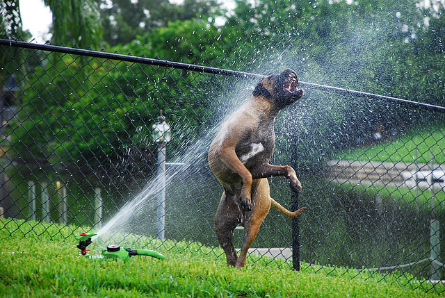 собаки-умываки