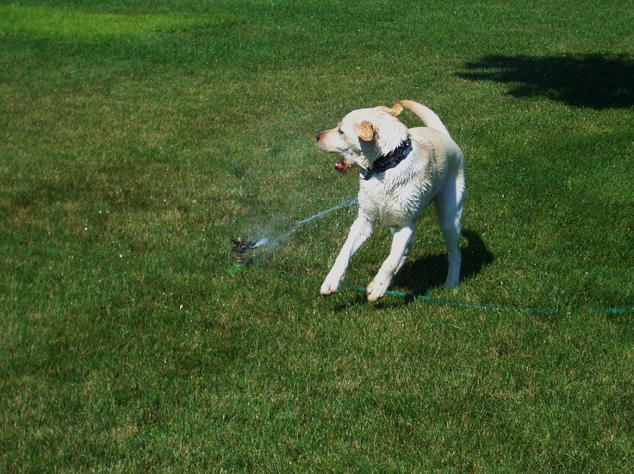 собаки-умываки