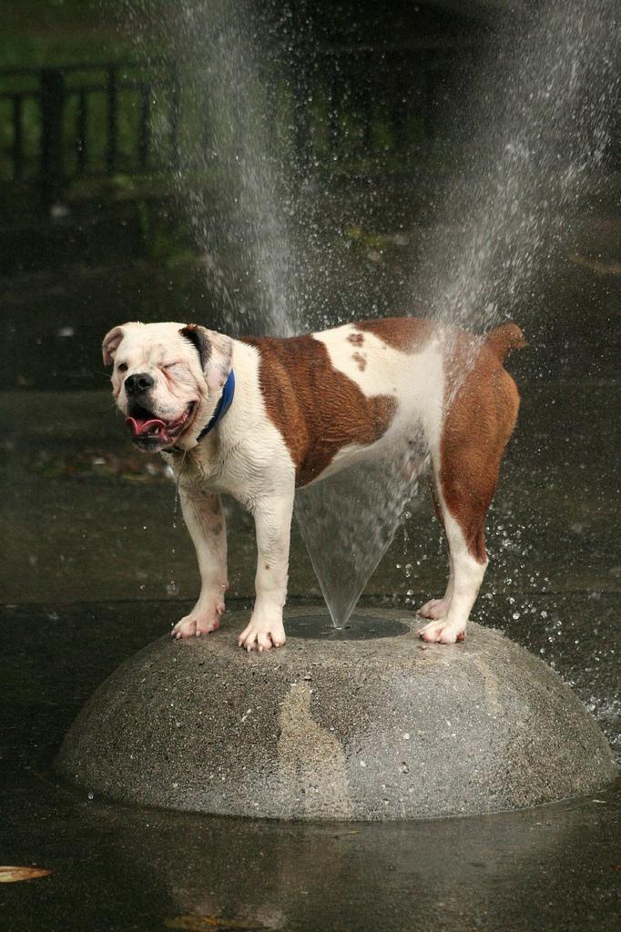 собаки-умываки