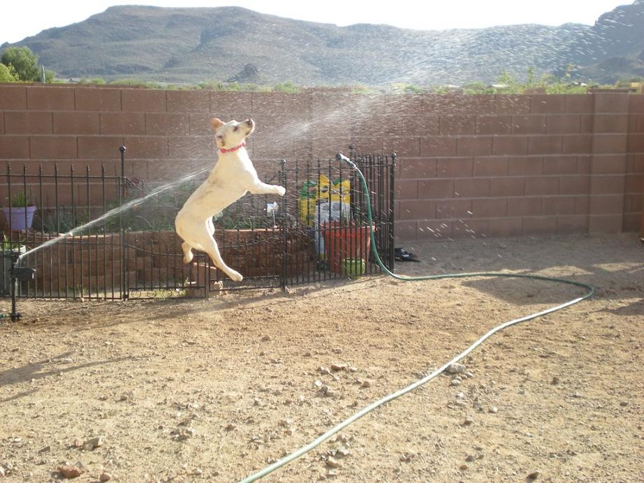 собаки-умываки