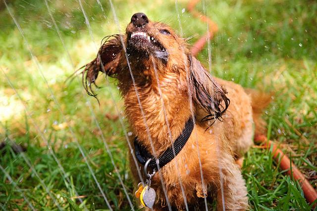 собаки-умываки