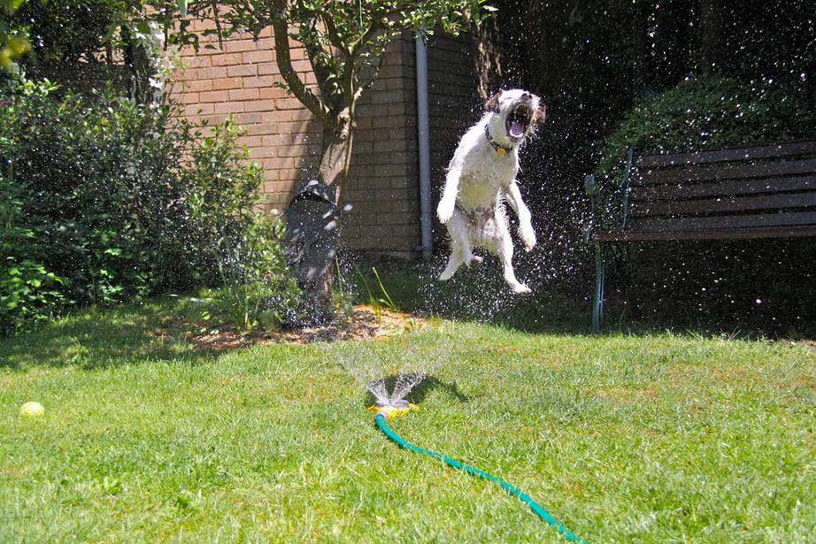 собаки-умываки