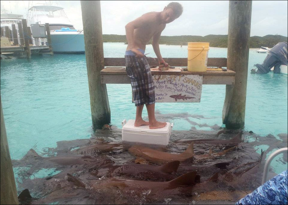 Покорми акул Покорми акул