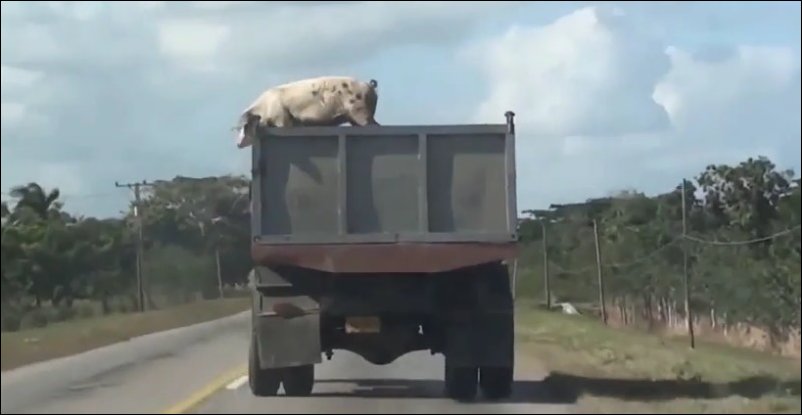 Свинья выпрыгнула из кузова грузовика