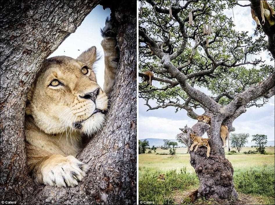 Львы на дереве