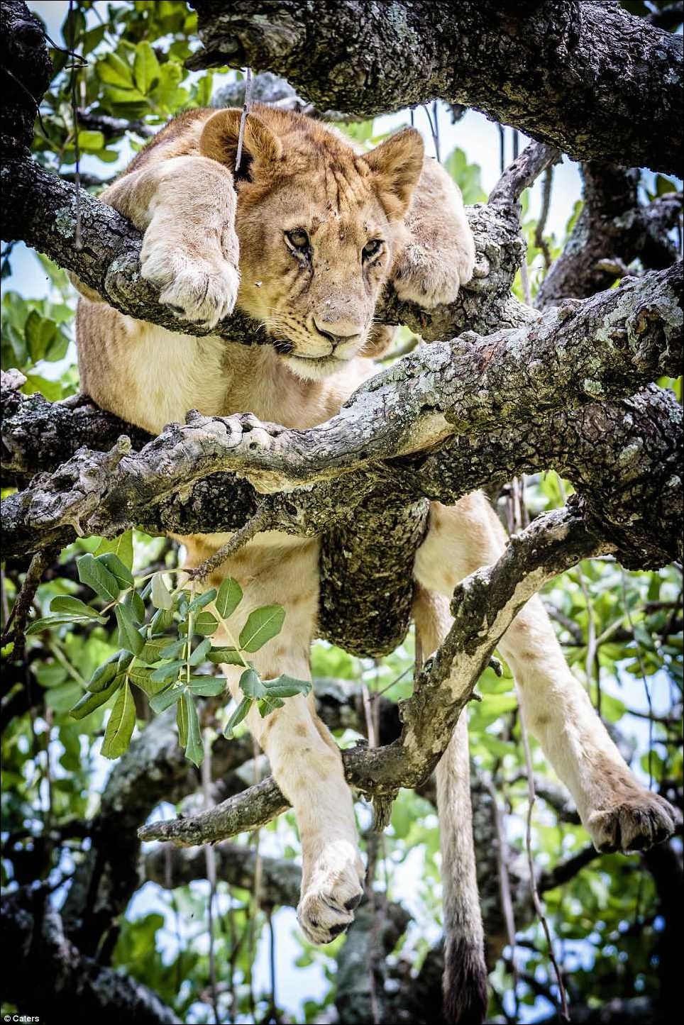 Львы на дереве