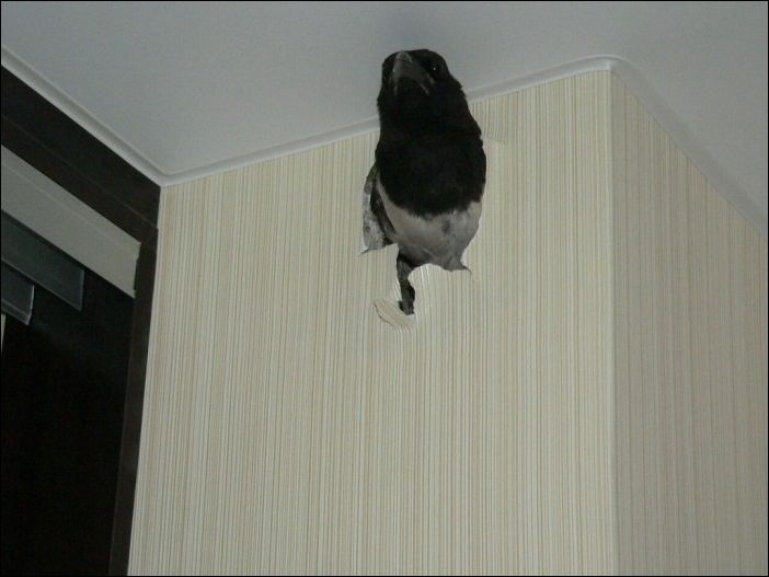 Птица в стене