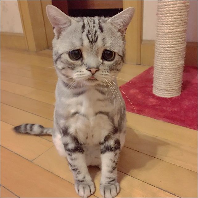 saddest-cat-007.jpg