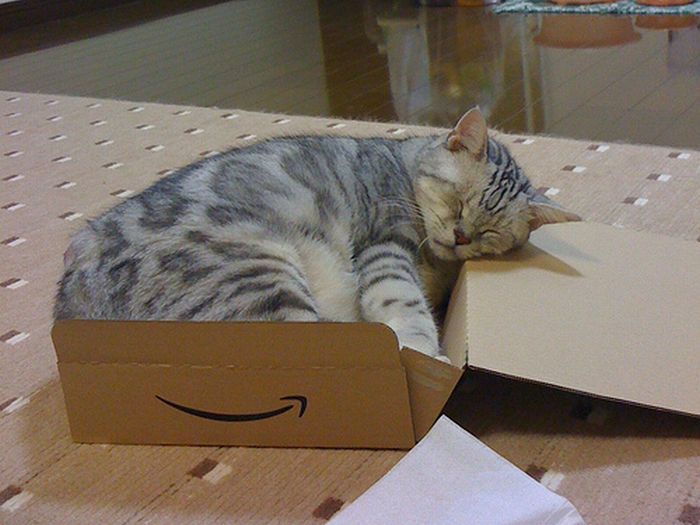 cat-sleeping-in-the-box-04